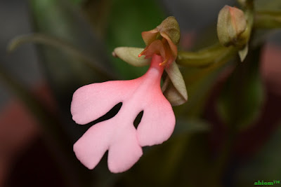 Habenaria rhodocheila care and culture