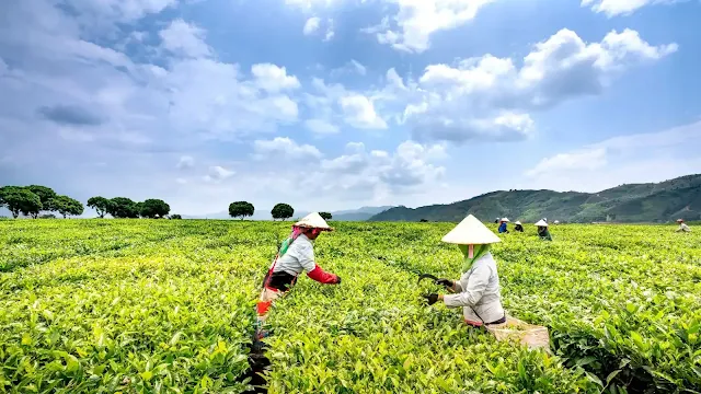 গ্রীস কৃষি ভিসা