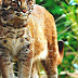 Asian Golden Cat - The Golden Cat