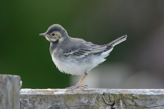 Pied Wagtail DFBridgeman