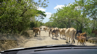 Cows of Nicaragua
