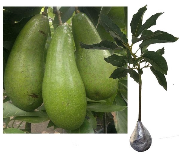 bibit alpukat long green bisa ecer Bukittinggi