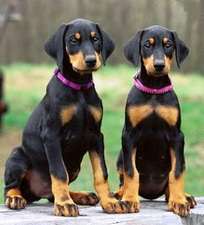 Doberman Puppy Picture