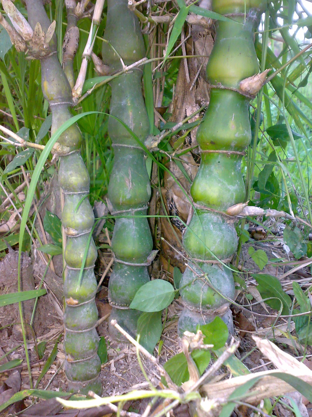 Jual Pohon Sikas Bambu Nagin Tanaman Hias TUKANG TAMAN