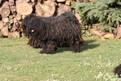 Komondor