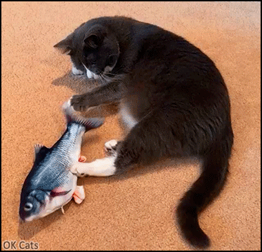 Xmas Cat GIF • Tuxedo cat enjoys his new Xmas toy an animated floppy fish [ok-cats.com]