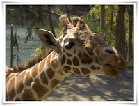 Giraffe Animal Pictures