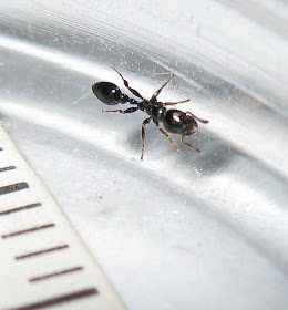 Tetraponera nitida worker