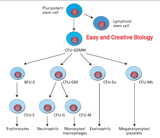 Figure : Hierarchical organization of haemopoiesis.