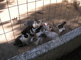 Coelhinhos