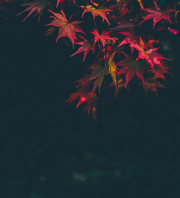 desktop wallpaper, Leaves, Nature, autumn