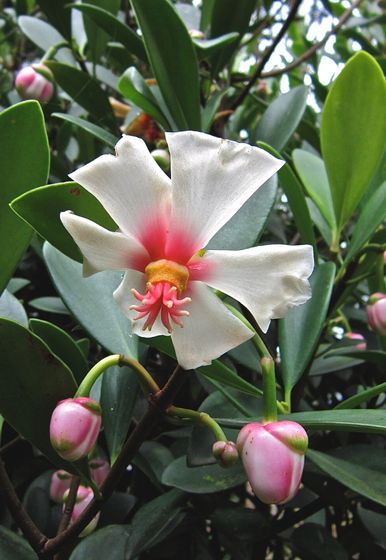 Clúsia-porcelana ou Clusia orthoneura Clúsia-colombiana, Clúsia-rosa, Flor-de-porcelana