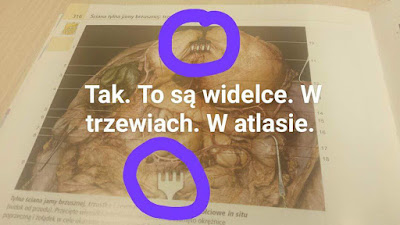 Tak, to są widelce. W trzewiach. W atlasie. narzędzia, atlas anatomiczny fotograficzny, śmieszne rzeczy, medycyna