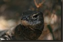 Goanna (Leguaan)