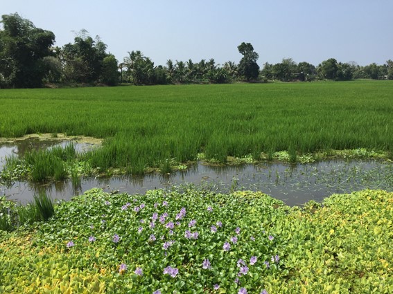 backwaters inde sud