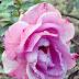 Purple Lovers, Guess the name of rose please