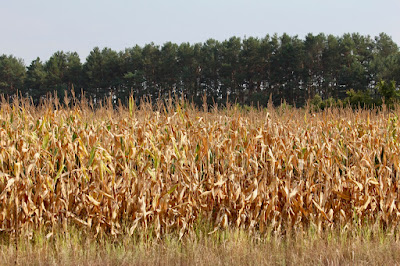 should farmers only grow corn and soybeans?