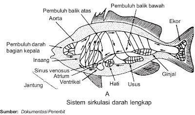 Sistem Peredaran Darah pada Ikan