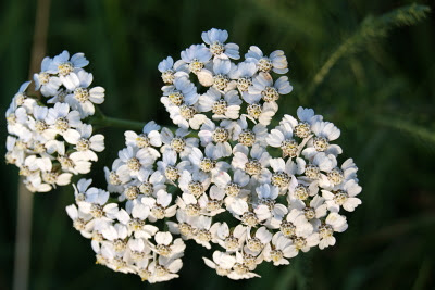 Duizendblad - Skieppegerf - Achillea millefolium