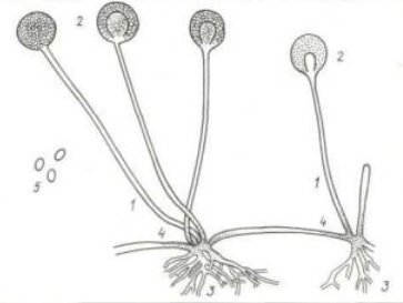 Rhizopus nigricans, =Rhizopus stolonifer