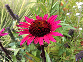 Piet Oudolf planten: Echinacea 'Fatal attraction' (felroze met een donker hart)