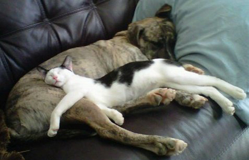 Lucu!! 10 Gaya Tidur Kucing [ www.BlogApaAja.com ]