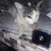 Campanha arrecada fundos para salvar vida de gata