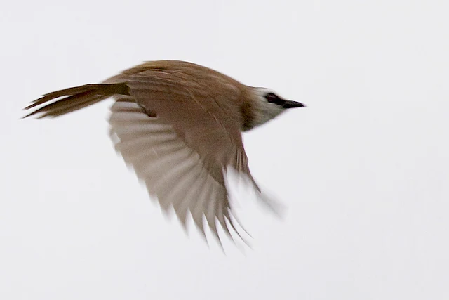 Yellow-vented Bulbul in flight