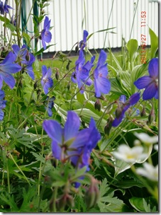 Juni-Juli 2011 144