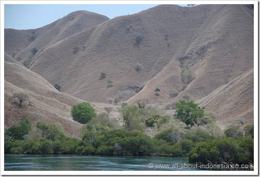 BMU Komodo Island Ombak Putih sailing ship dry vegetation on the island 3 3008x2000