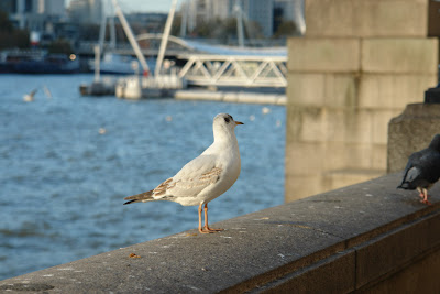 A bird perched on the banks of the Thames