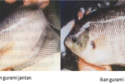 Budidaya Pembenihan Ikan Gurame