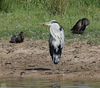 Garza real (Ardea cinerea)