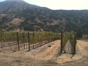 Vineyards on Santa Catalina Island (img )