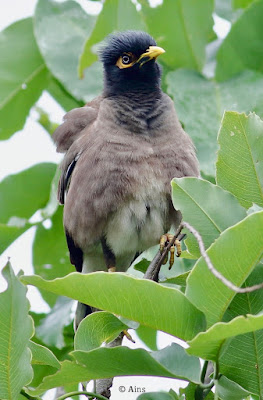 "Common Myna, sitting amongst the leaves of a tree."