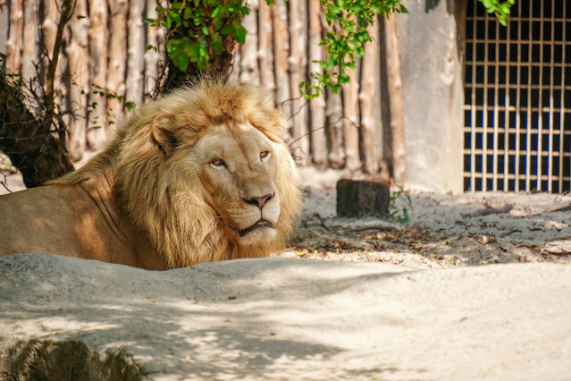 【富國島】觀光．越南最大野生動物園，近距離接觸動物｜Vinp