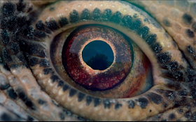 Crítica del documental Voyage of Time: Life’s Journey