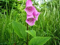 manfaat daun digitalis
