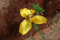 Orquídea de chão