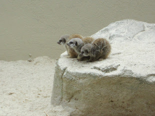 Baby meerkats huddled on rock