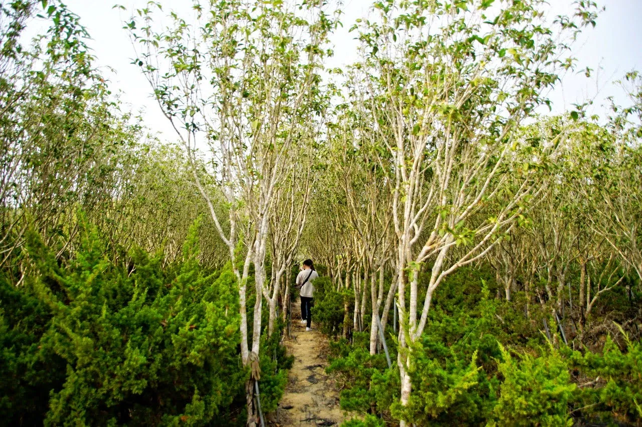 [台南][南化區] 飄香麝香木園區｜地方婆媽、長輩間的超熱門景點｜在地里長的佛心花園｜遊記