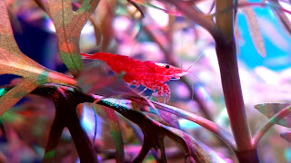 Red Cherry Shrimp HD Wallpaper