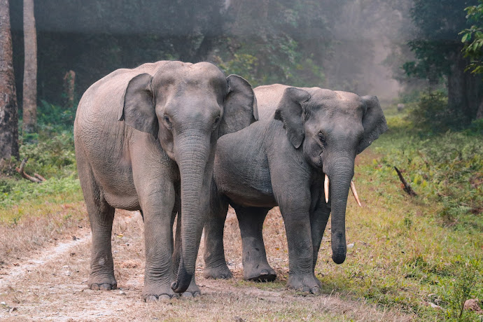 Conservation Efforts for Elephants