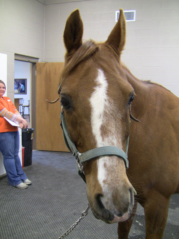 Dressage Mom title=