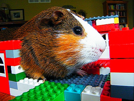 2010_0929herbie0003