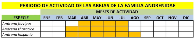 Periodo de actividad de las abejas de la familia Andrenidae. Juan Paco Marsilla. Soluciones en el Cultivo Ecológico del Almendro