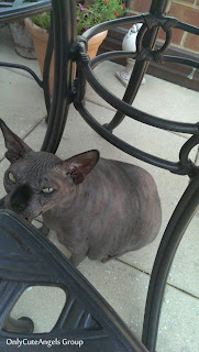 Very_Fat_Sphynx_Cat