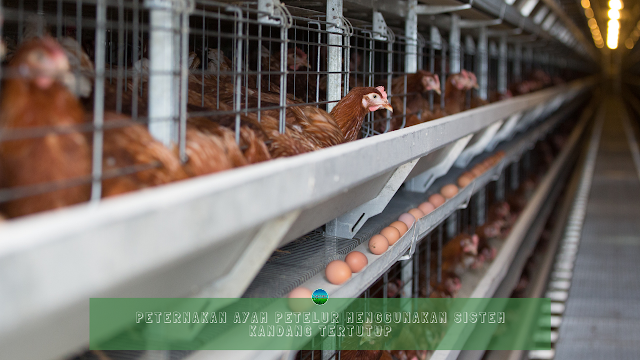 Peternakan Ayam Petelur Menggunakan Sistem Kandang Tertutup