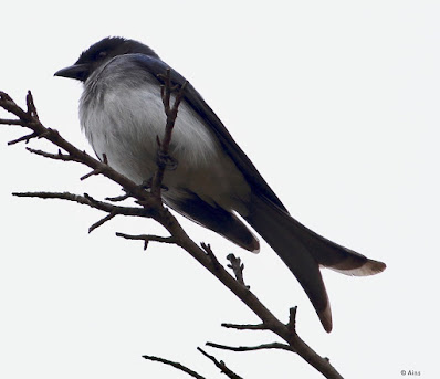 "White-bellied Drongo - Dicrurus caerulescens, resident sitting on a branch."