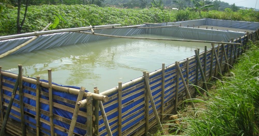  Cara  Membuat  Kolam  Terpal Ikan  Air  Tawar   Terbaru 2022